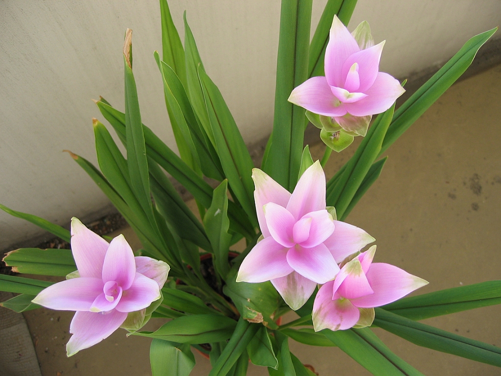 Tulipe de Siam 4 fleurs 05.jpg